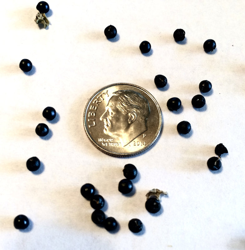 Fresh Viable Ramp Seeds for Forest Planting - Allium Tricoccum (50 Seeds to 1 Ounce)