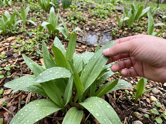How to Plant Ramps: Bulbs vs. Root Scraps