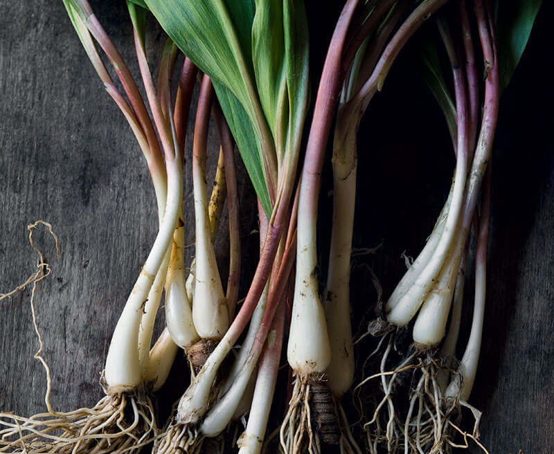 Seeds vs. Bulbs Timeline