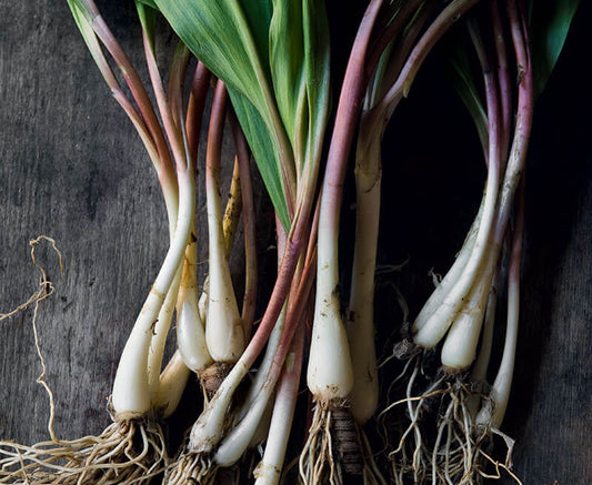 Seeds vs. Bulbs Timeline