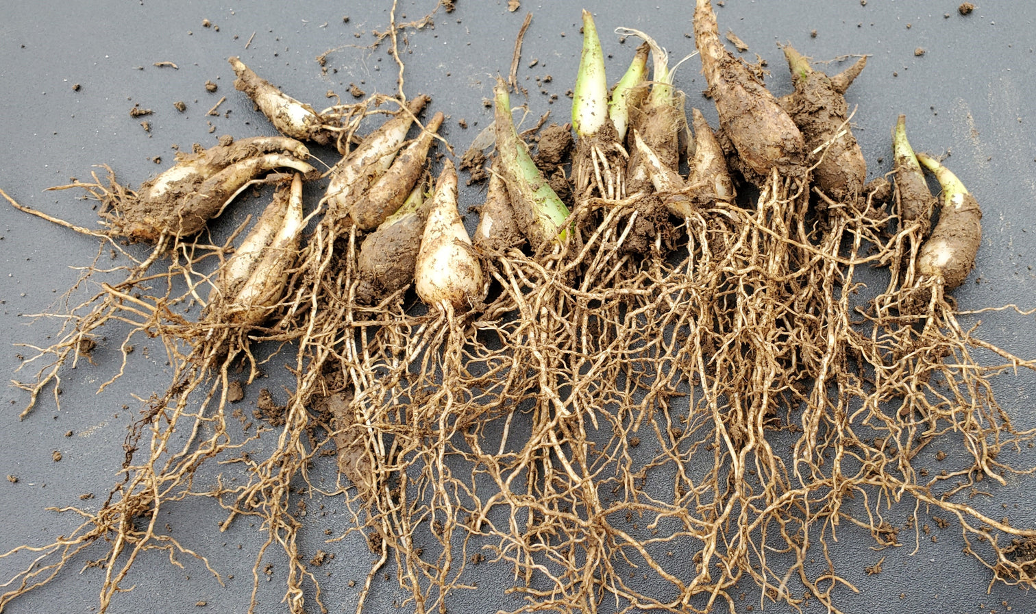 Ramp Bulbs (Bare Root) – Gates Hill Farm