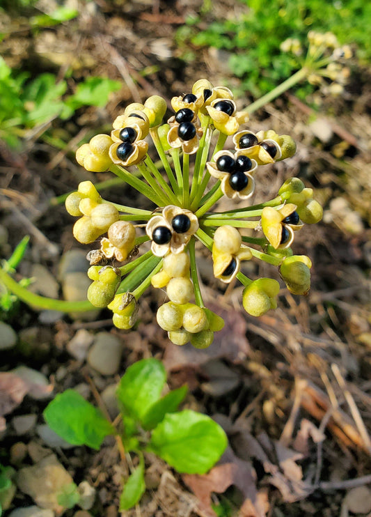 Fresh Viable Ramp Seeds for Forest Planting - Allium Tricoccum (50 Seeds to 1 Ounce)